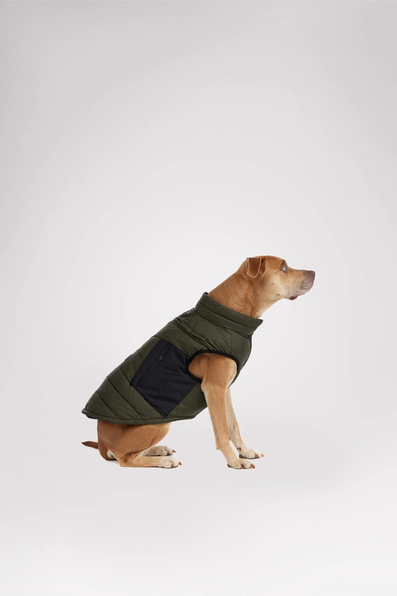 Beau Jacket w/Leash Attachment for Dogs