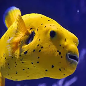 Dogface Puffer - Yellow (Arothron meleagris):