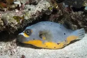 Dogface Puffer - Yellow Belly (Arothron nigropunctatus)